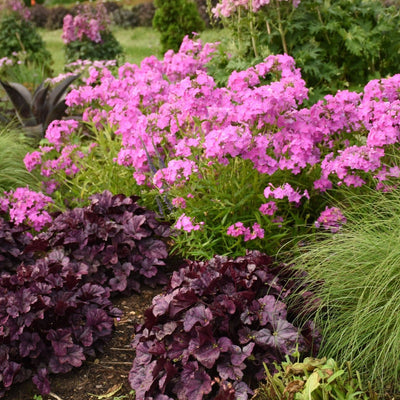 'Opening Act Ultrapink' Phlox in use.