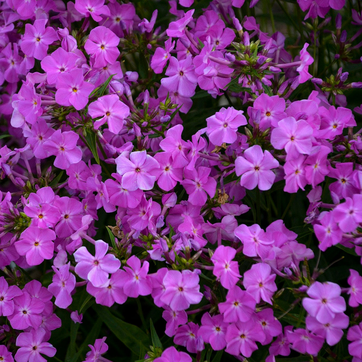 Phlox | 'Opening Act Romance' | Proven Winners® Perennials