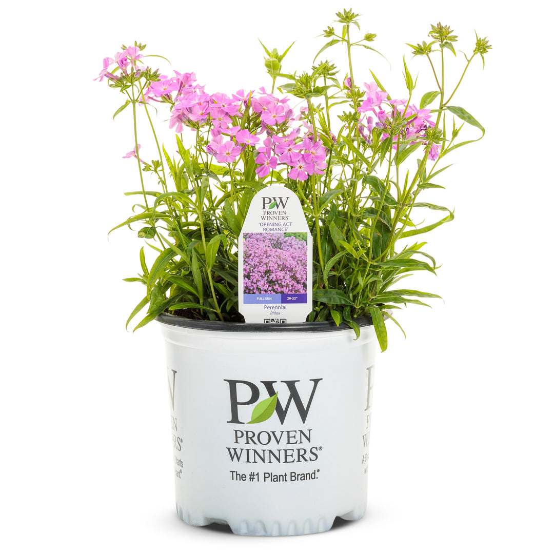 Phlox | 'Opening Act Romance' | Proven Winners® Perennials
