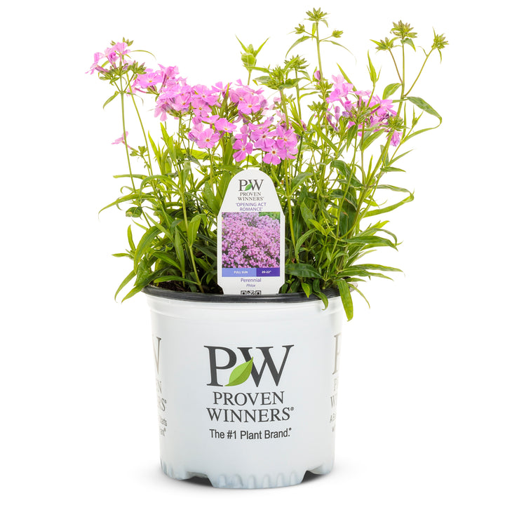 Phlox | 'Opening Act Romance' | Proven Winners® Perennials