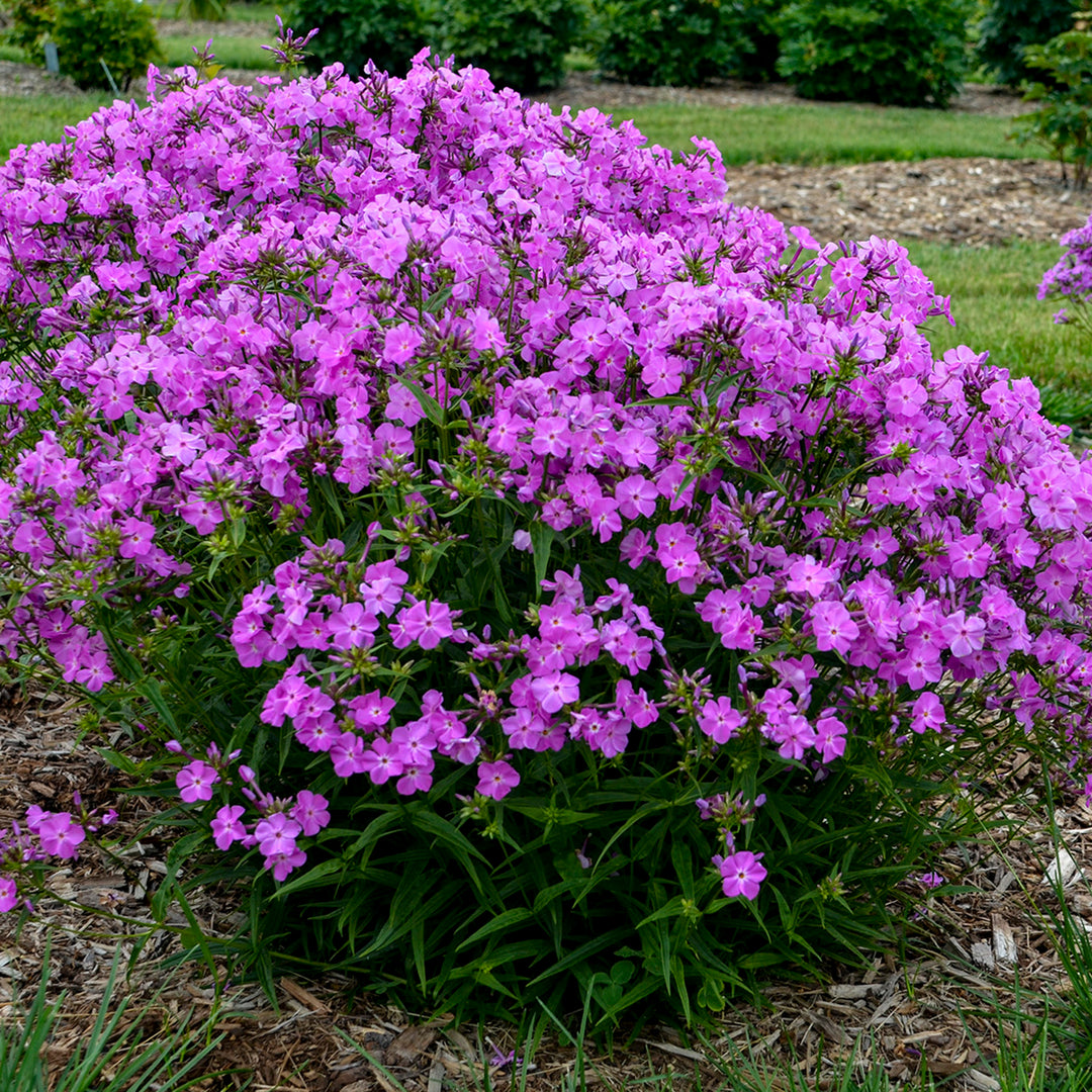 アクセサリー Phlox Japan Phlox | 'Opening Act Romance' | Proven Winners® Perennials