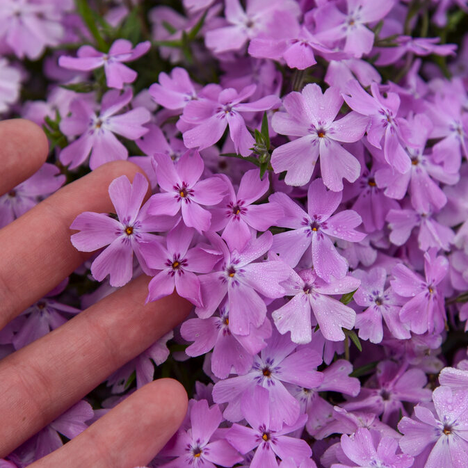 Spring Bling &