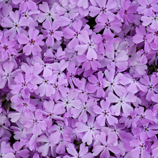 Spring Bling® 'Pink Sparkles' Hybrid Spring Phlox (hybrid)
