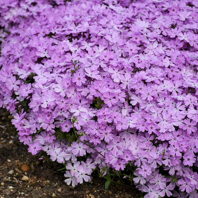 Spring Bling &
