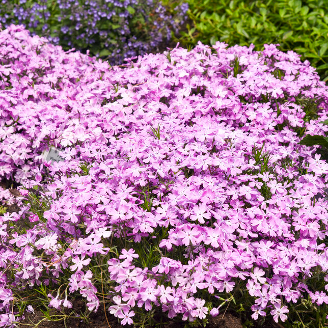 Spring Bling &