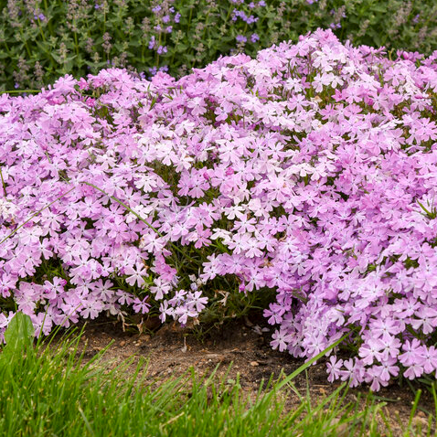 Spring Bling &