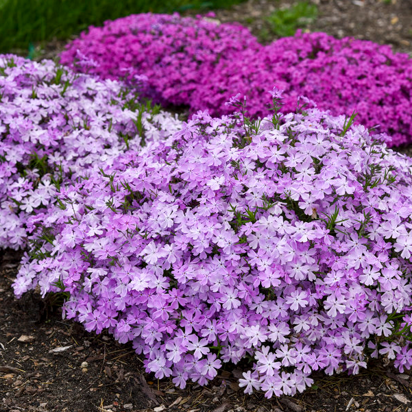 Spring Bling &