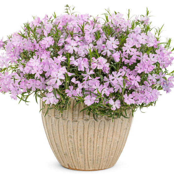 Spring Bling &