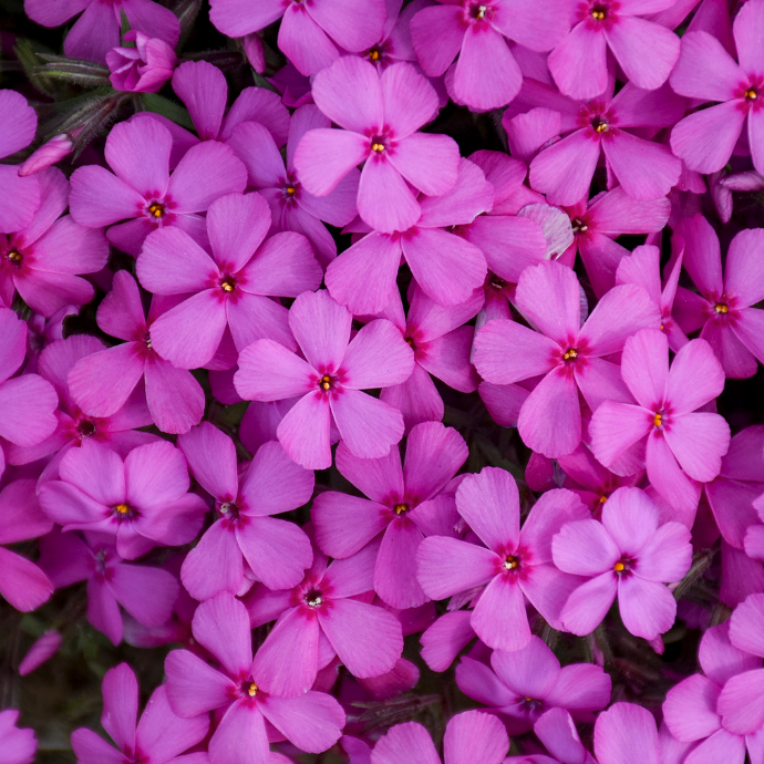 Spring Bling &
