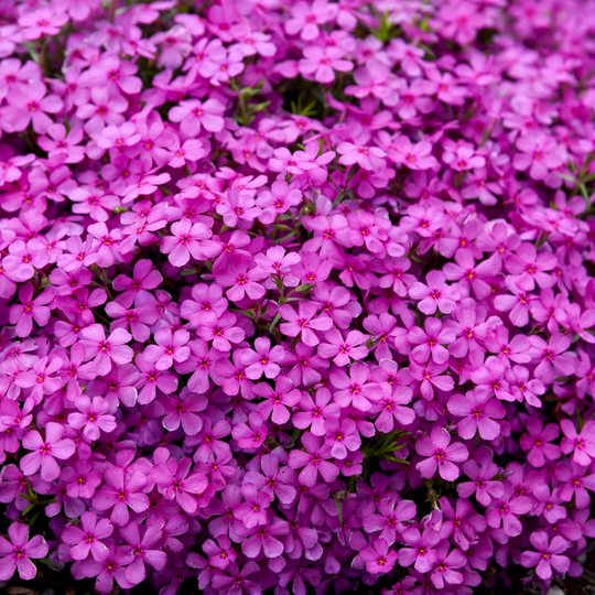 Spring Bling® 'Ruby Riot' Hybrid Spring Phlox (hybrid)