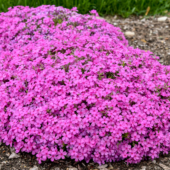 Spring Bling &