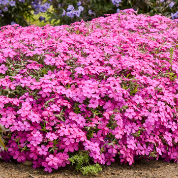 Spring Bling &