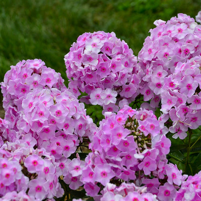 Luminary® 'Opalescence' Tall Garden Phlox (Phlox paniculata)