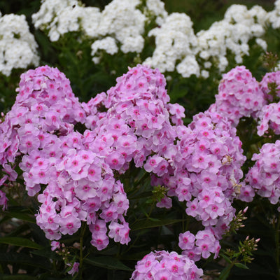 Luminary® 'Opalescence' Tall Garden Phlox (Phlox paniculata)