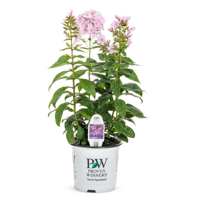 Luminary® 'Opalescence' Tall Garden Phlox (Phlox paniculata)