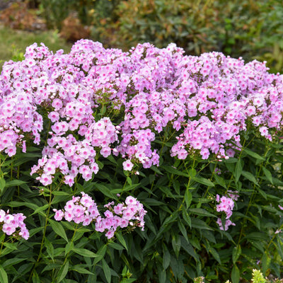 Luminary® 'Opalescence' Tall Garden Phlox (Phlox paniculata)