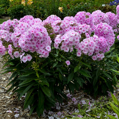 Luminary® 'Opalescence' Tall Garden Phlox (Phlox paniculata)