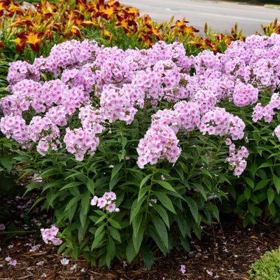 Luminary® 'Opalescence' Tall Garden Phlox (Phlox paniculata)