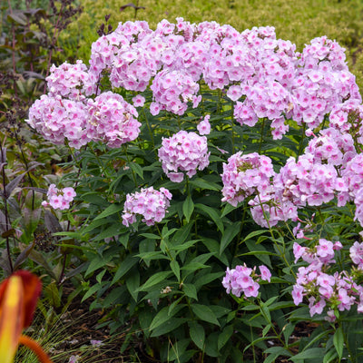 Luminary® 'Opalescence' Tall Garden Phlox (Phlox paniculata)