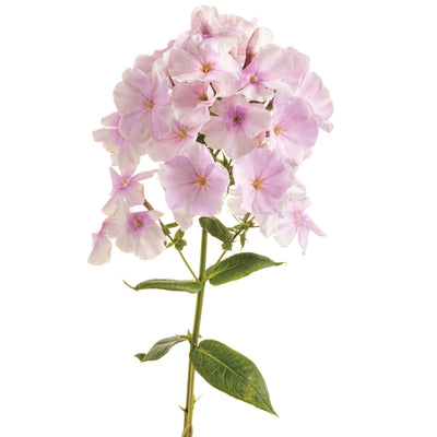 Luminary® 'Opalescence' Tall Garden Phlox (Phlox paniculata)