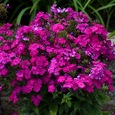 Luminary 'Ultraviolet' Tall Garden Phlox up close.