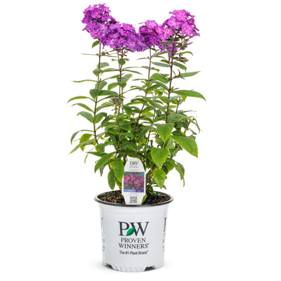 Luminary® 'Ultraviolet' Tall Garden Phlox (Phlox paniculata)