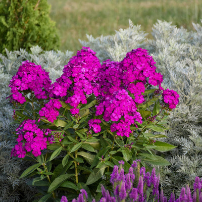 Luminary 'Ultraviolet' Tall Garden Phlox in use.