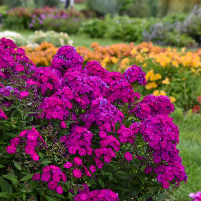 Luminary 'Ultraviolet' Tall Garden Phlox in use.