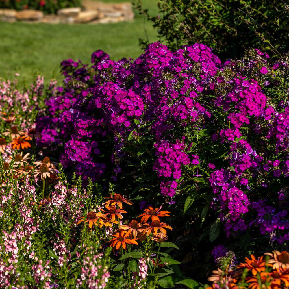 Tall Garden Phlox | Luminary® 'Ultraviolet' | Proven Winners