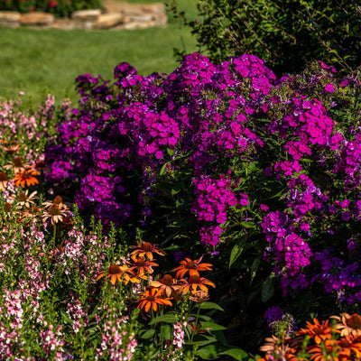 Luminary® 'Ultraviolet' Tall Garden Phlox (Phlox paniculata)