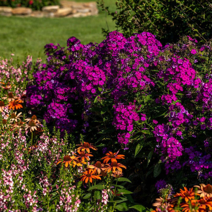 Tall Garden Phlox | Luminary® 'Ultraviolet' | Proven Winners