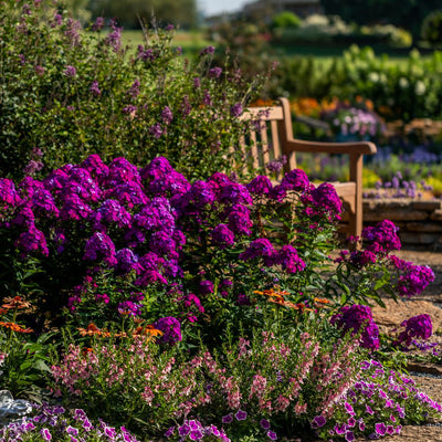 Luminary® 'Ultraviolet' Tall Garden Phlox (Phlox paniculata)