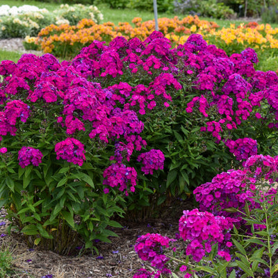 Luminary 'Ultraviolet' Tall Garden Phlox in use.