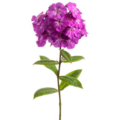 Luminary® 'Ultraviolet' Tall Garden Phlox (Phlox paniculata)