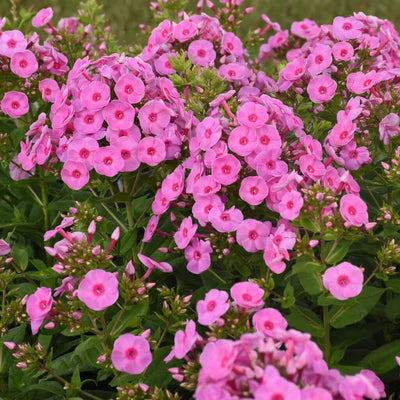 Luminary 'Prismatic Pink' Tall Garden Phlox up close.