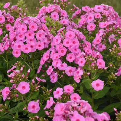 Luminary 'Prismatic Pink' Tall Garden Phlox in focus.