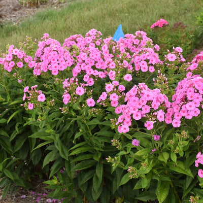 Luminary 'Prismatic Pink' Tall Garden Phlox in use.