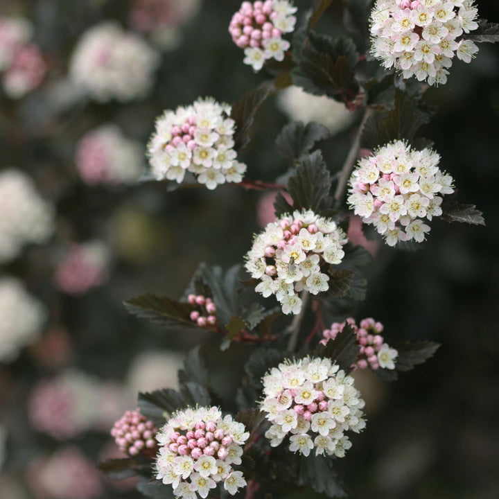 Summer Wine® Ninebark (Physocarpus opulifolius)
