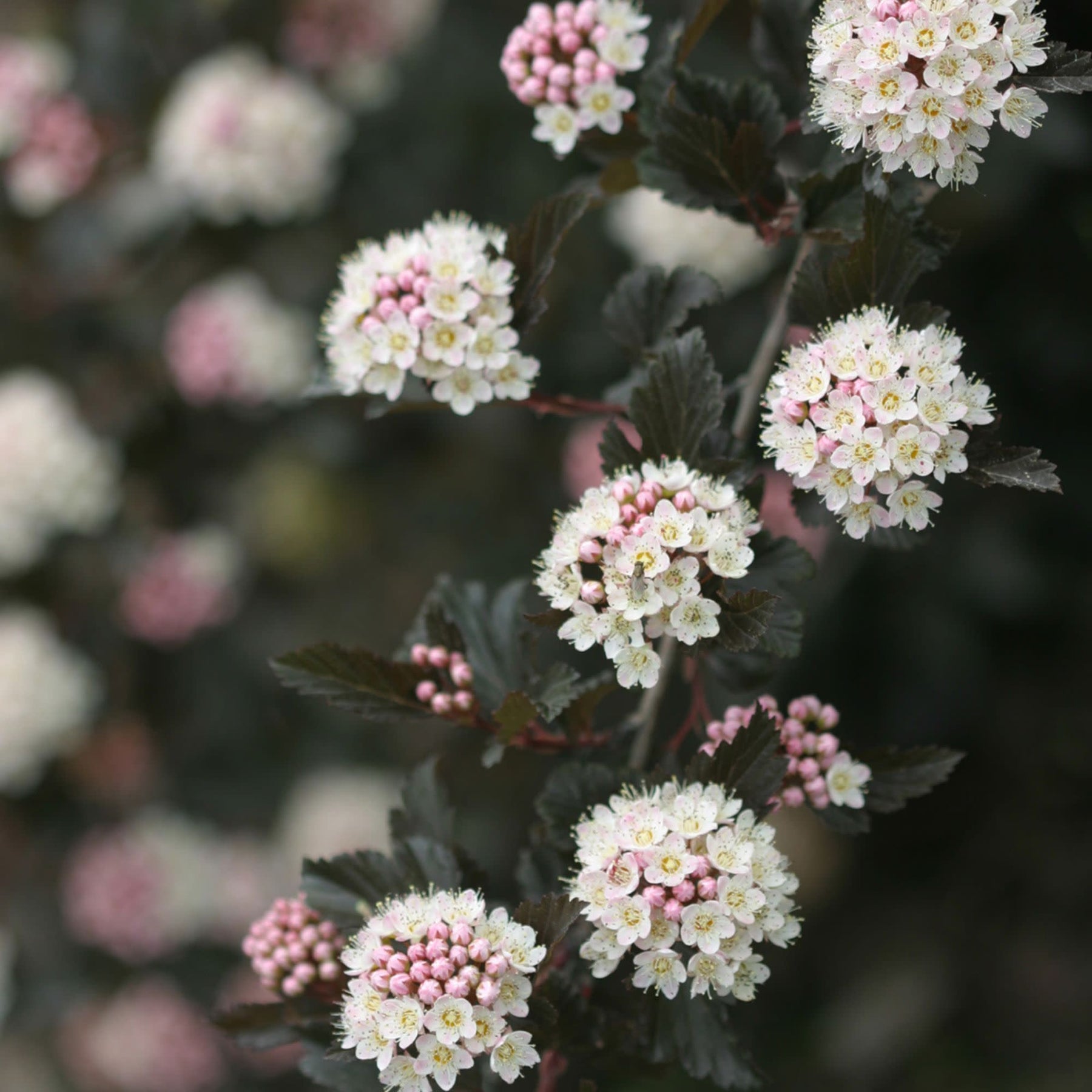 花 VINS Ninebark | Summer Wine® | Proven Winners® Shrubs – Proven Winners