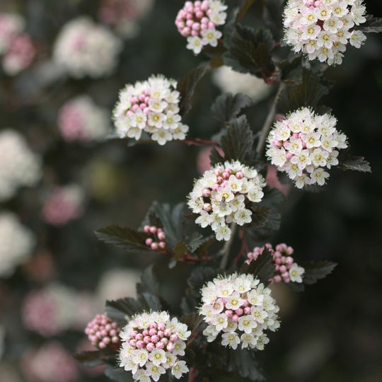 Summer Wine® Ninebark (Physocarpus opulifolius)