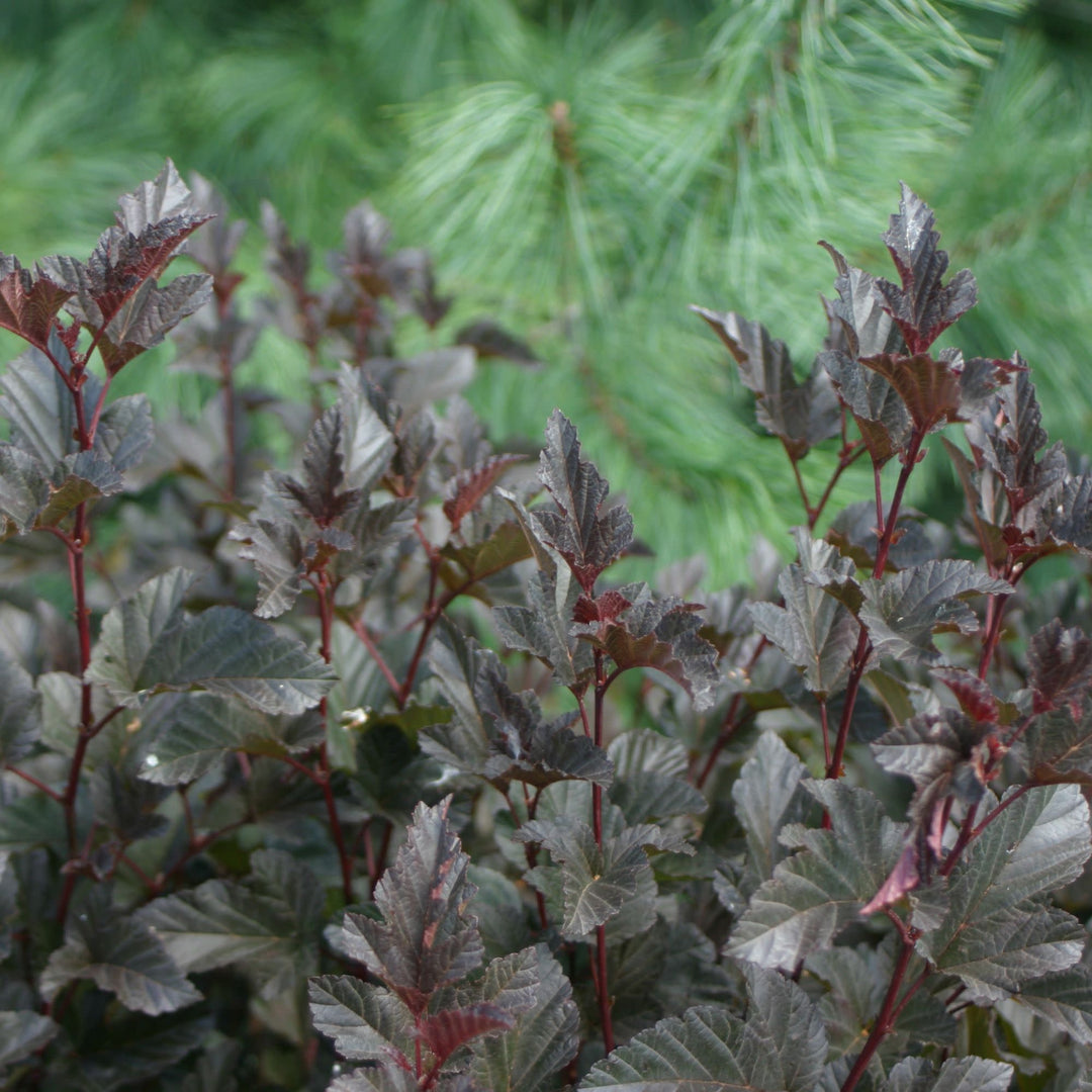 Ninebark | Summer Wine® | Proven Winners® Shrubs – Proven Winners
