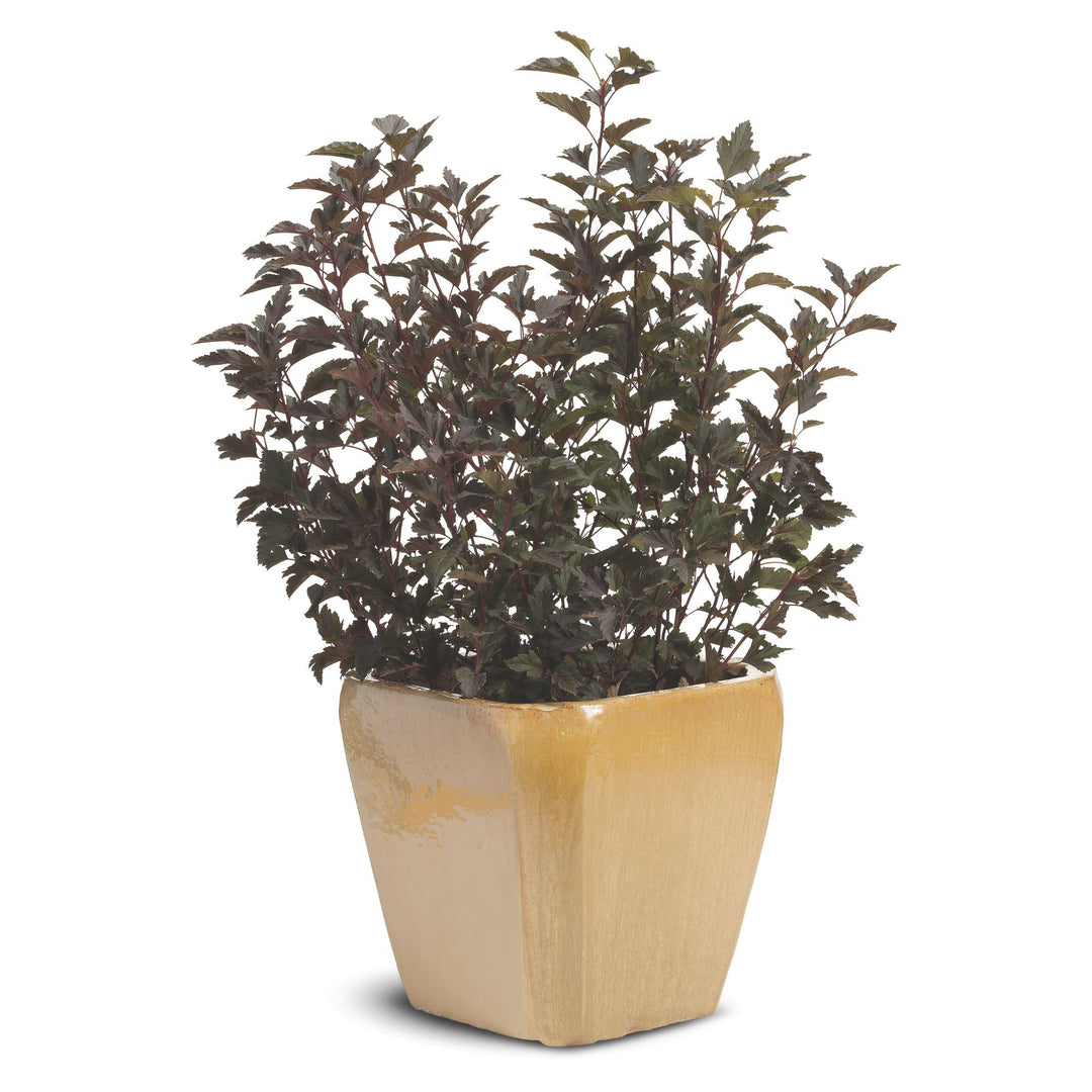 Summer Wine® Ninebark (Physocarpus opulifolius)