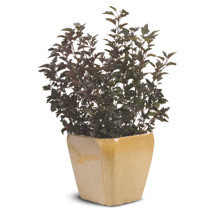Summer Wine® Ninebark (Physocarpus opulifolius)