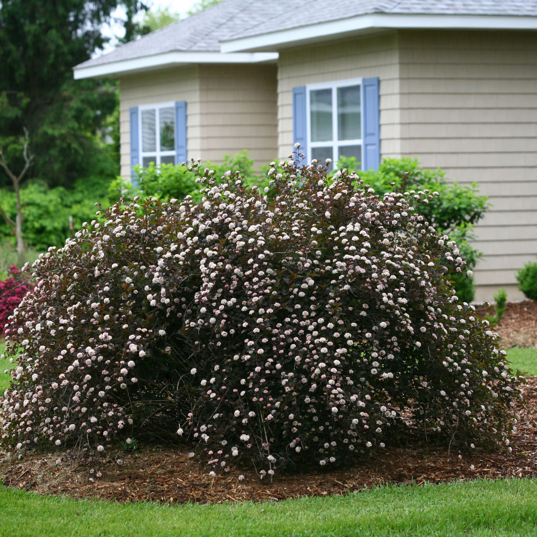 Summer Wine® Ninebark (Physocarpus opulifolius)