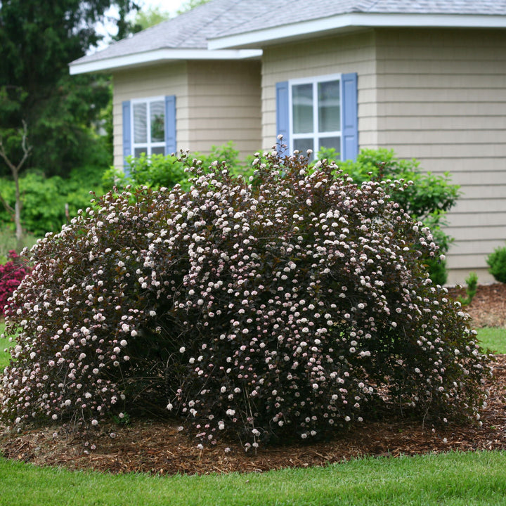 Summer Wine® Ninebark (Physocarpus opulifolius)