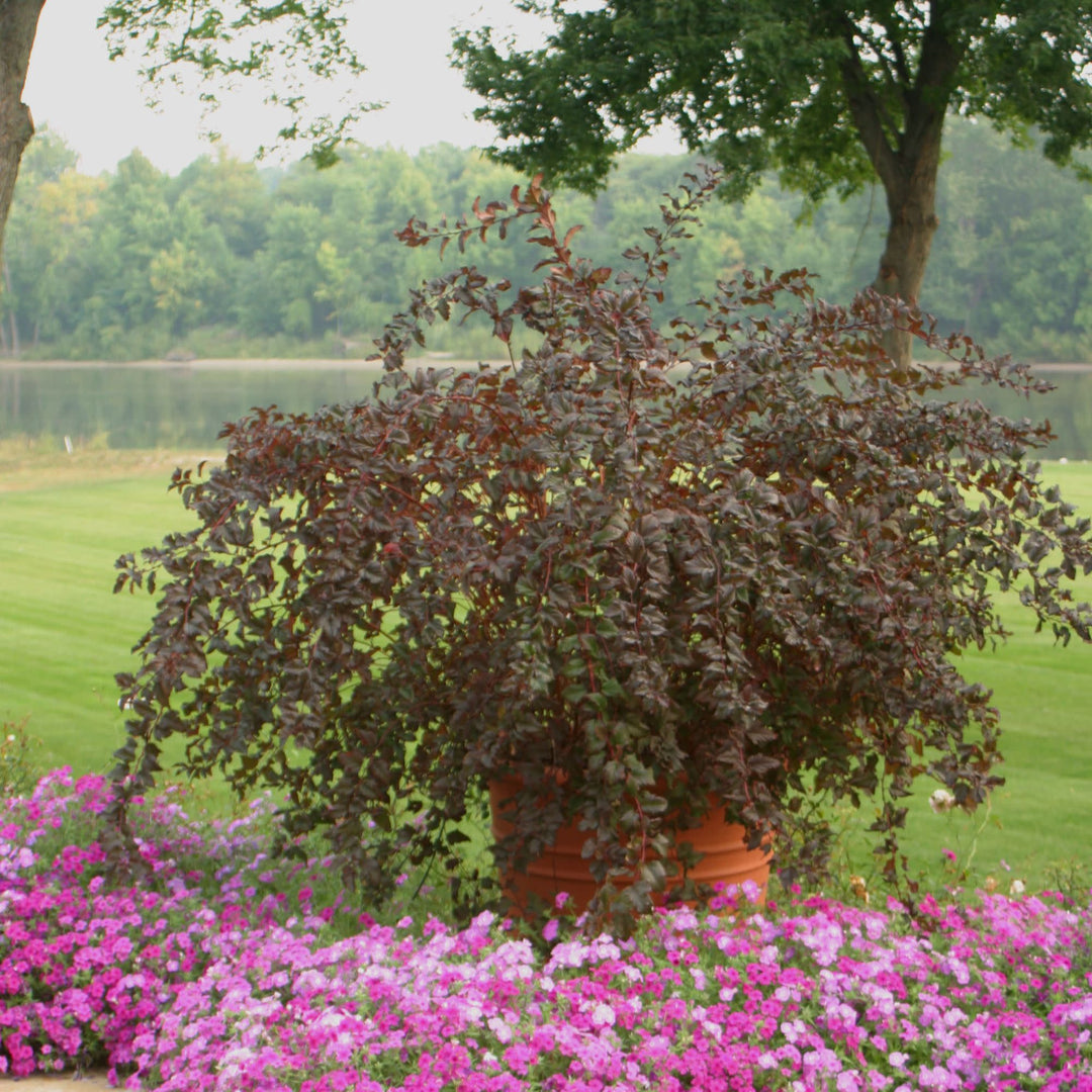 Ninebark | Summer Wine® | Proven Winners® Shrubs – Proven Winners