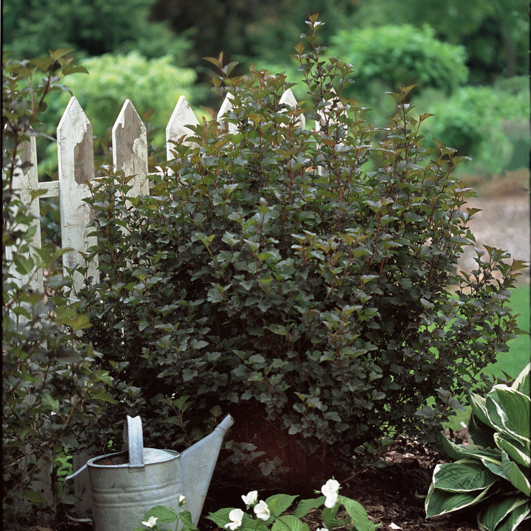 Summer Wine® Ninebark (Physocarpus opulifolius)