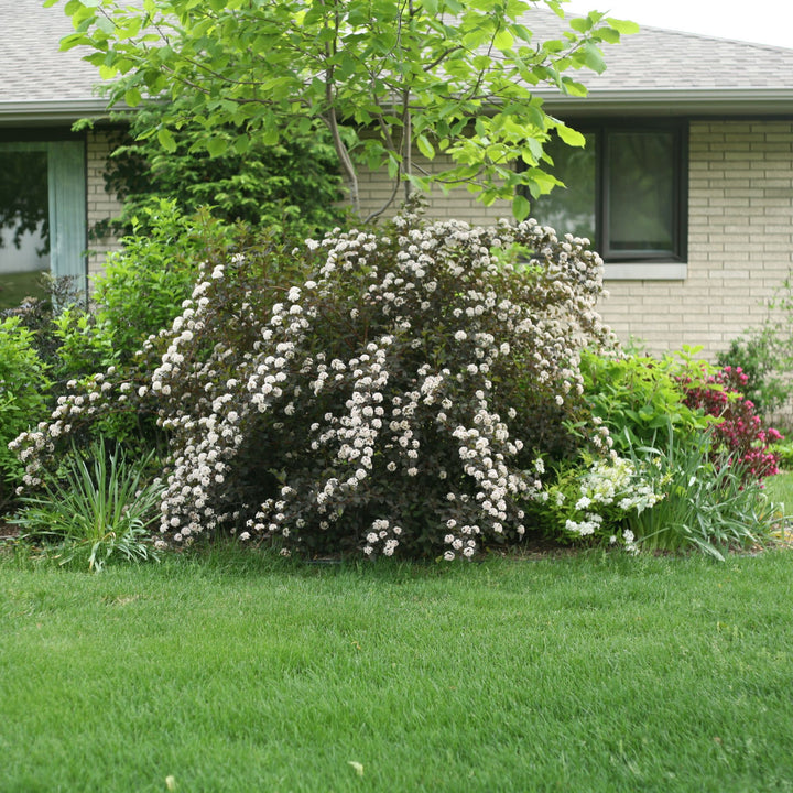 Summer Wine® Ninebark (Physocarpus opulifolius)
