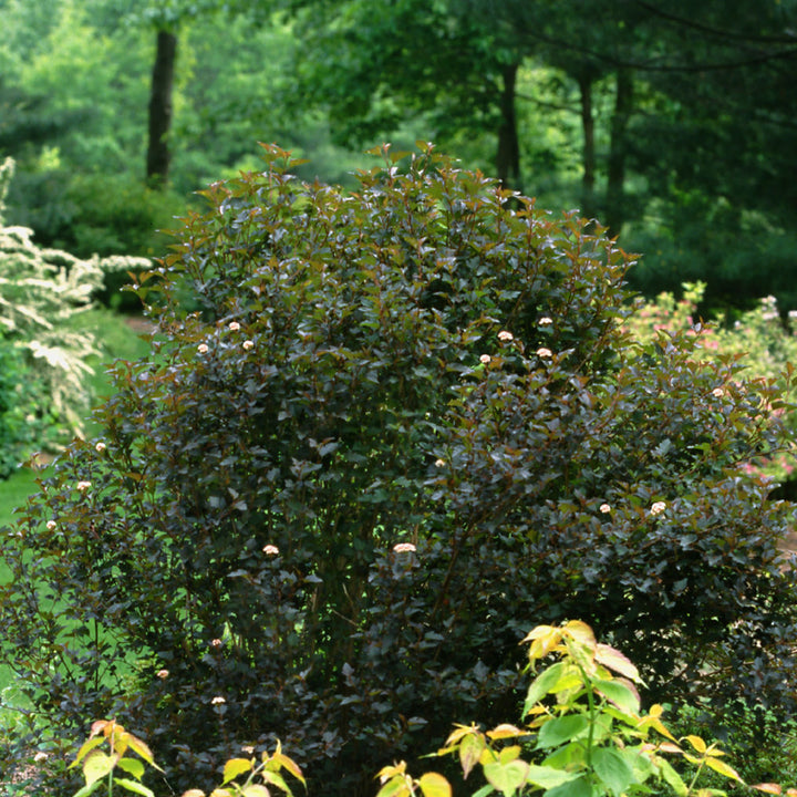 Summer Wine® Ninebark (Physocarpus opulifolius)