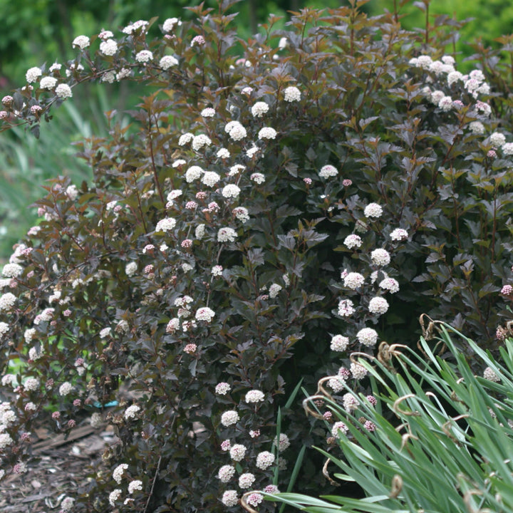 Summer Wine® Ninebark (Physocarpus opulifolius)